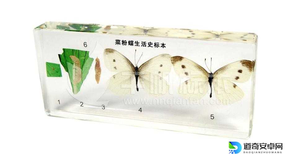上古卷轴5昆虫标本彩蛋全收集！这波血赚不看真会哭