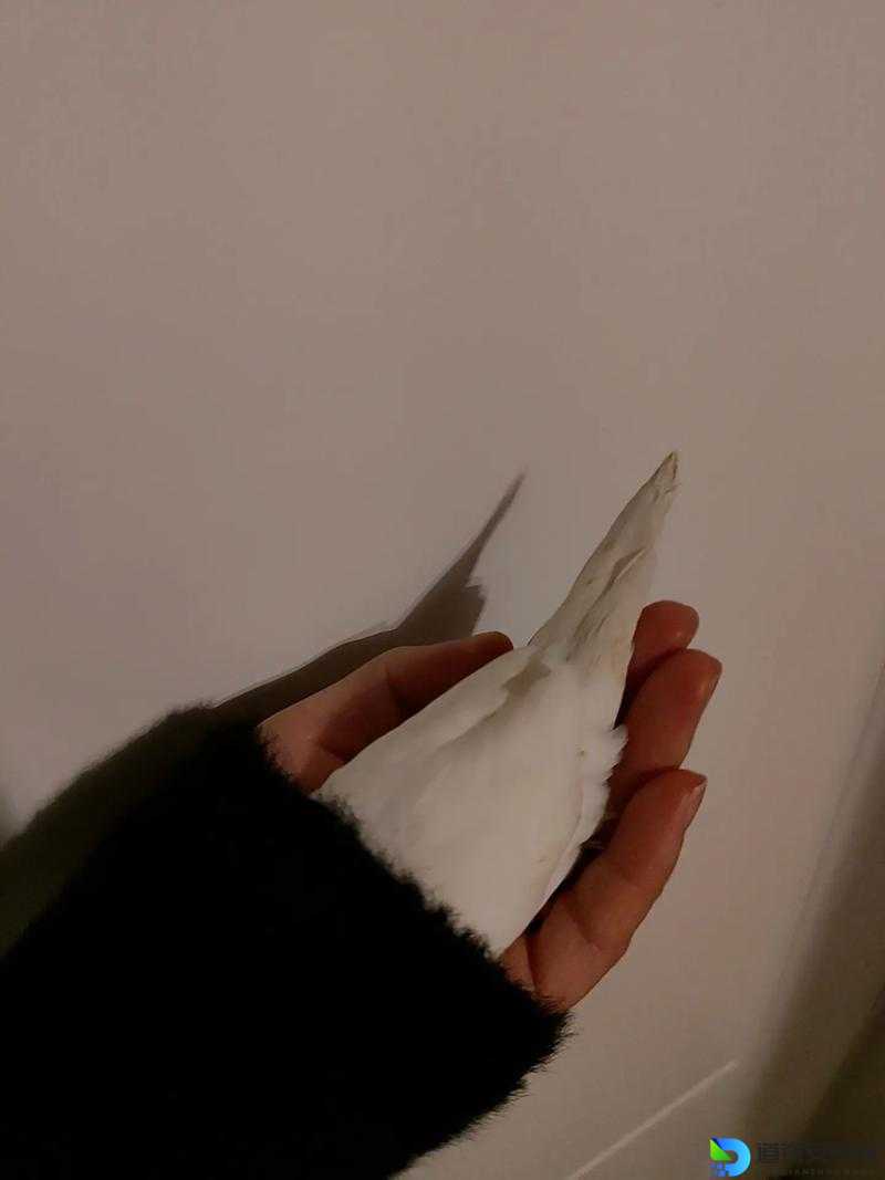 呆呆鸟必看！鸡友们都在问的隐藏玩法大揭秘